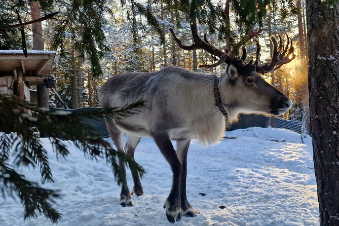 PRIVATE Reindeer Park Adventure by VIP Car - Experience the Natural Beauty of Finland
