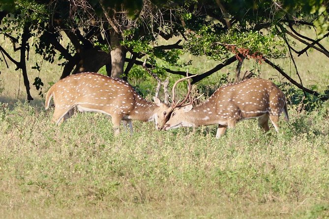 Private Safari at Yala National Park - Key Points