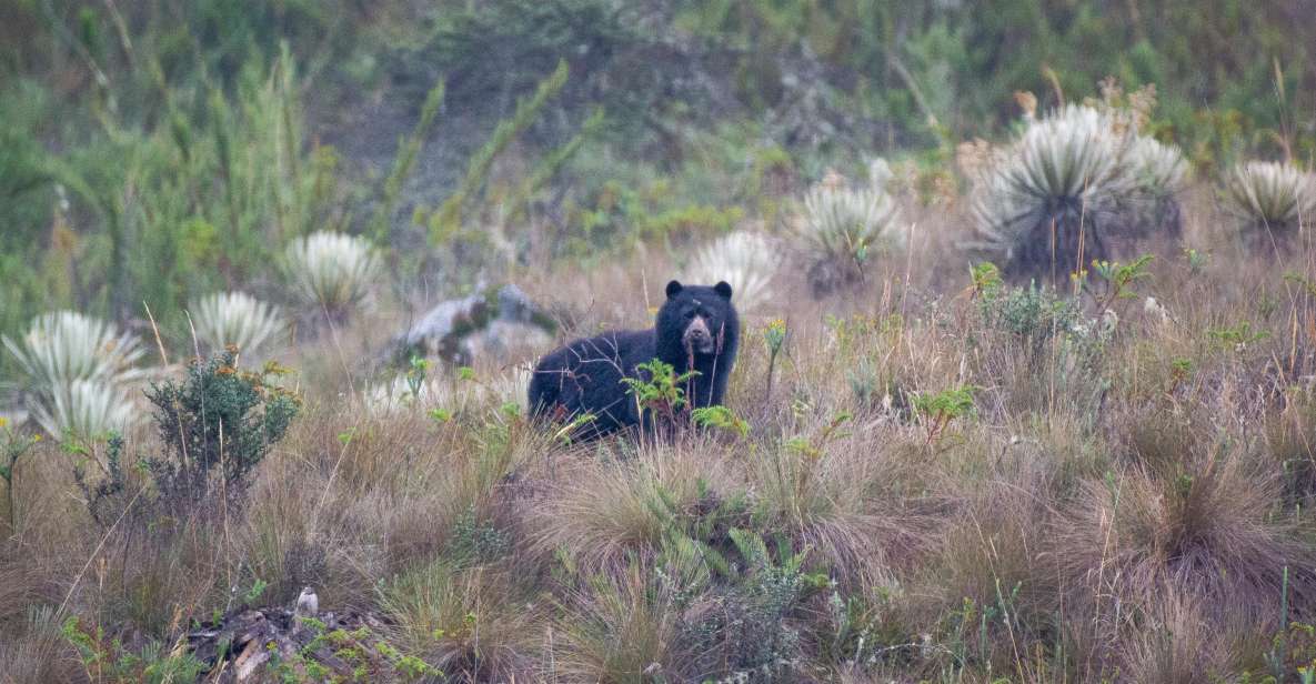 Private Sight Tour Chingaza Paramo From Bogota, Andean Bear - Key Points