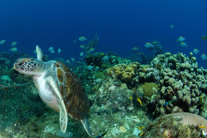 Private Tour Moalboal Island Hopping Pescador Island Sardines - Tour Highlights