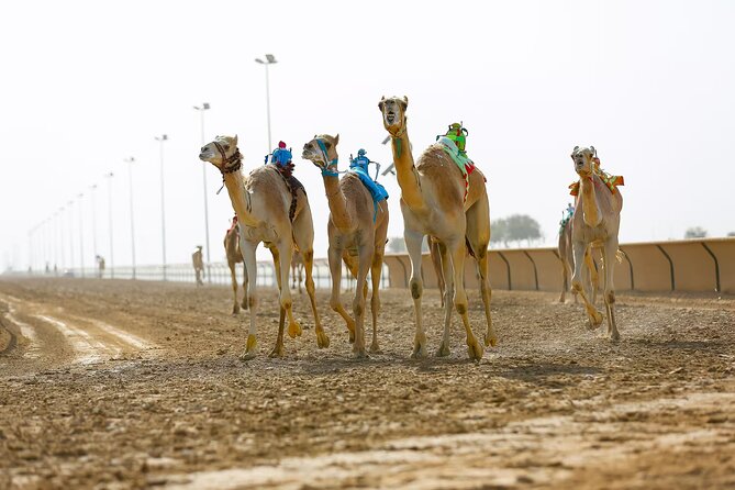 Private Tour Sheikh Faisal Museum and Camel Racing Track