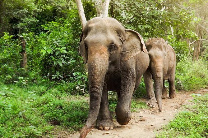 Private Tour to Kanchanaburi Death Railway and Elephant Haven - Key Points