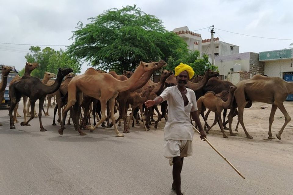 Private Transfer From Jodhpur to Jaisalmer With Osian Temple - Key Points