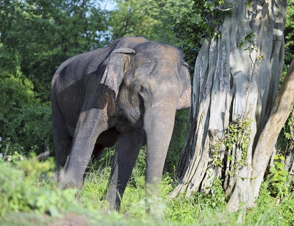 Private Udawalawa Safari Plus Elephant Transit Home Day Trip - Key Points