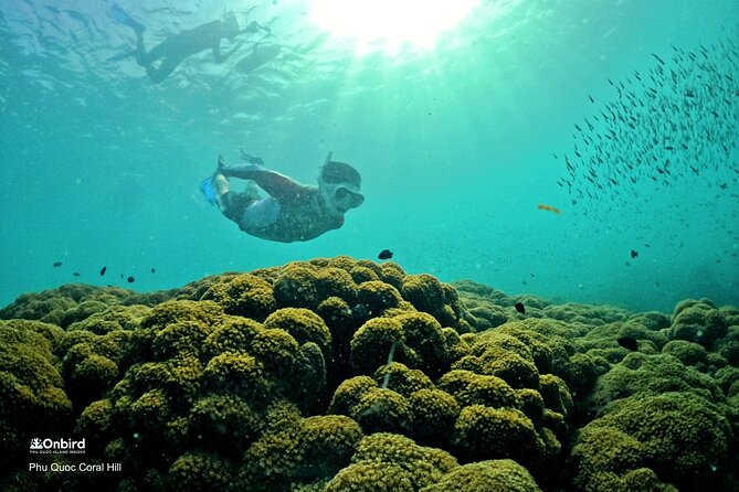 PROFESSIONAL SNORKELING to Explore Hidden Coral Spots (MAX 9 PAX) - Key Points