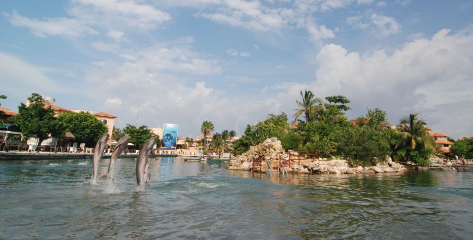 Puerto Aventuras: Dolphin Encounter With Buffet Lunch - Key Points