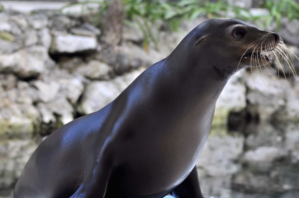 Puerto Aventuras: Sea Lion Discovery Ticket - Key Points