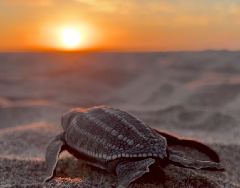 Puerto Escondido: Baby Sea Turtle Release - Key Points