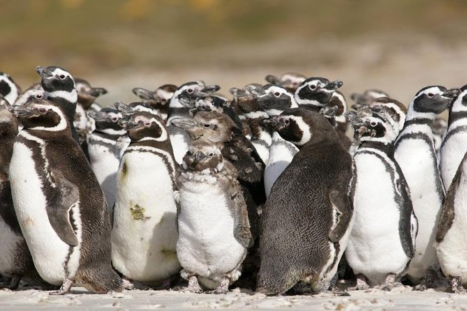 Puerto Madryn Shore Excursion: Private Day Trip to Punta Tombo Penguin Colony - Key Points