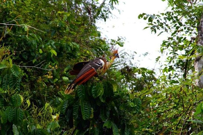 Puerto Maldonado: 3-Day Amazon Rainforest Tour - Key Points