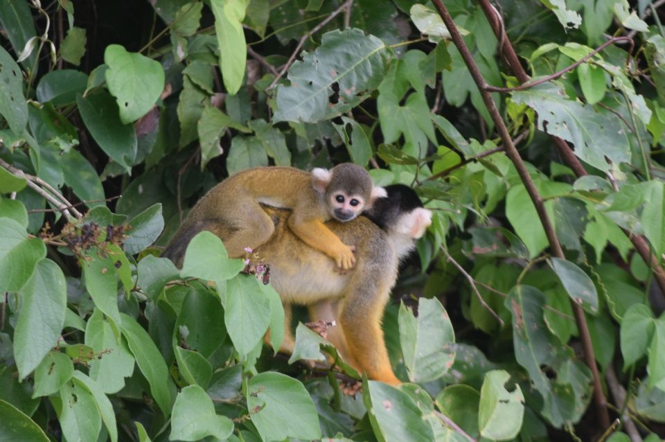 Puerto Maldonado: 4-Day Tambopata Rainforest Tour - Key Points