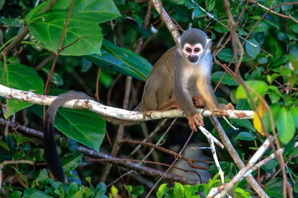 Puerto Maldonado: Kayak and Zip Line Adventure Monkey Isla - Key Points