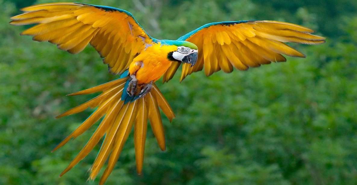 Puerto Maldonado: Parrot and Macaw Clay Lick Excursion. - Key Points