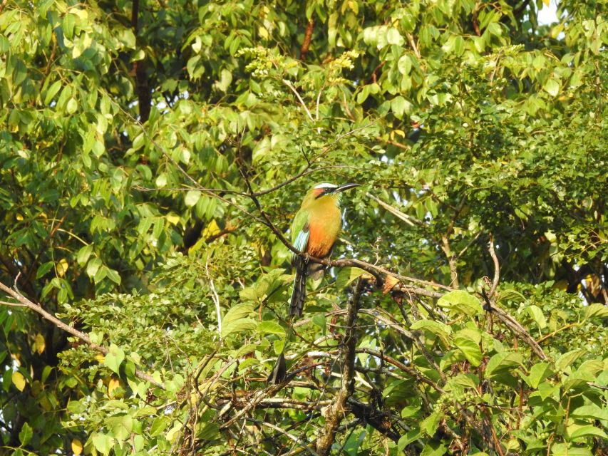 Puerto Morelos: Cenotes Birdwatching Tour Route - Key Points