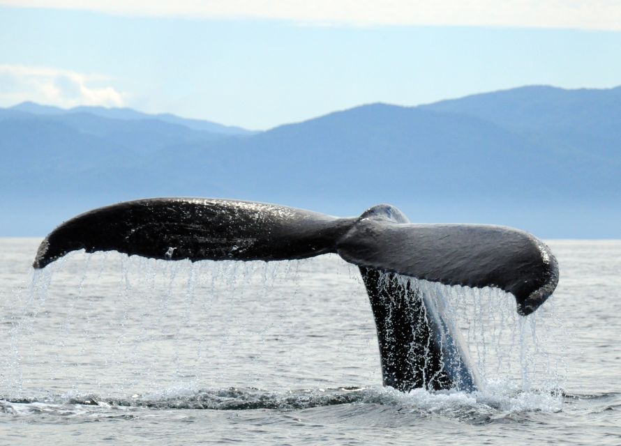 Puerto Vallarta: Humpback Whale Research Adventure Tour - Activity Details