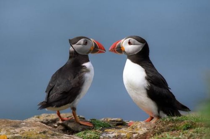 Puffin Cruise With Expert Tour Guide From Reykjavik - Key Points