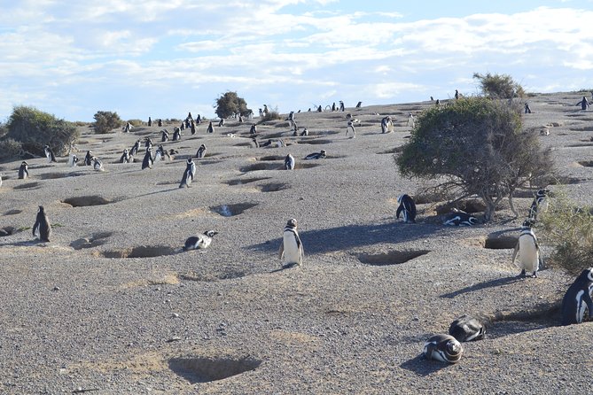 Punta Tombo Tour, the Penguin Experience - Reviews and Ratings Overview