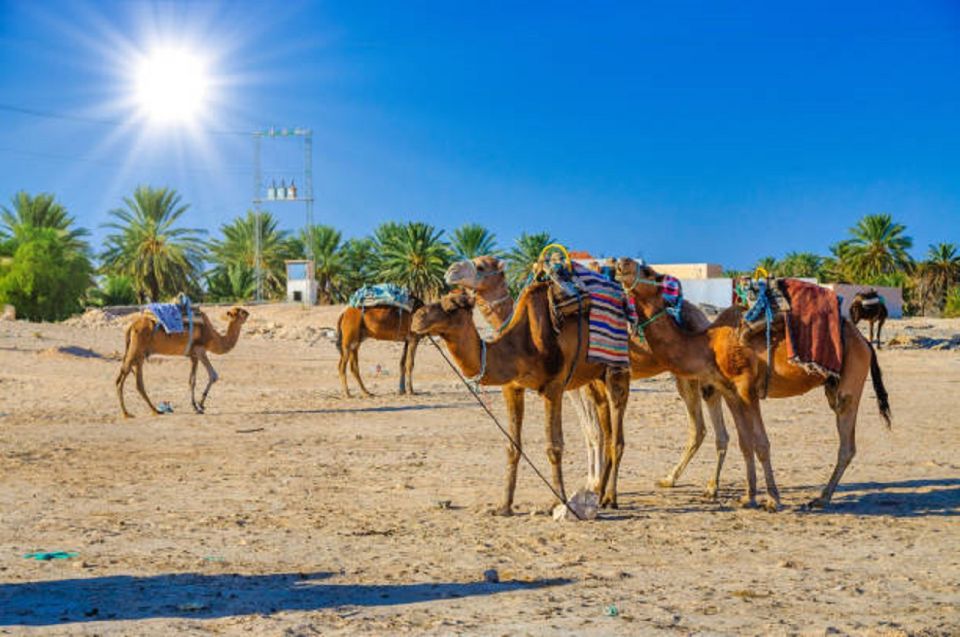 QUAD BIKING AND CAMEL HALF DAY TRIP IN MARRAKESH - Key Points