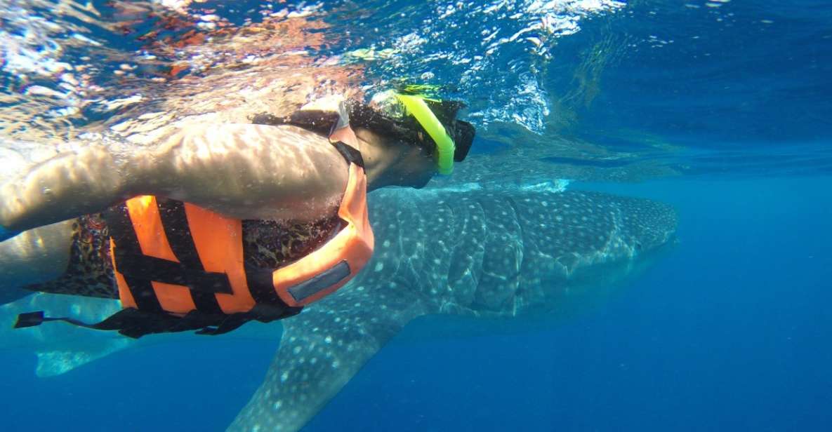 Quintana Roo: Whale Shark Swim, Private Boat Trip, and Lunch - Key Points