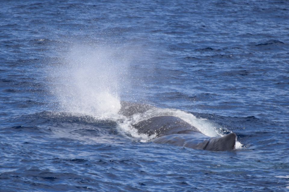 Rabo De Peixe: Sperm Whale Sanctuary Expedition - Key Points