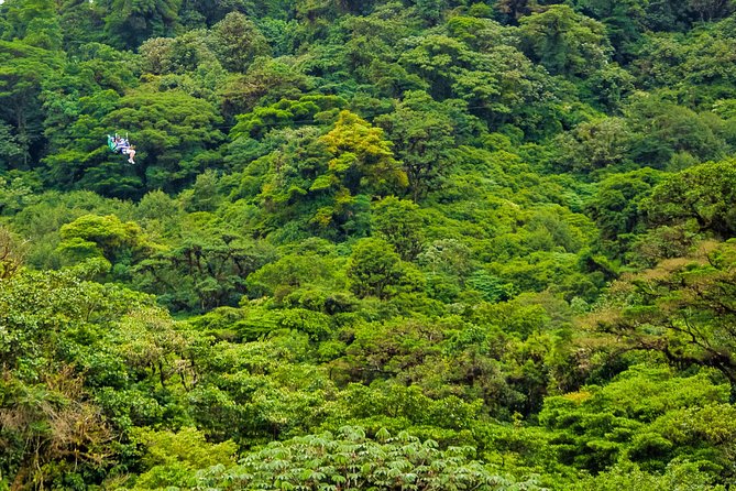 Rainforest Canopy Zipline & Hanging Bridges Tour From Monteverde - Tour Overview and Details