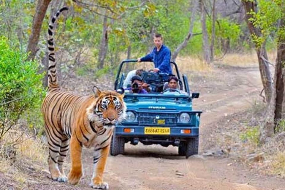 Ranthambore Safari Booking - Key Points