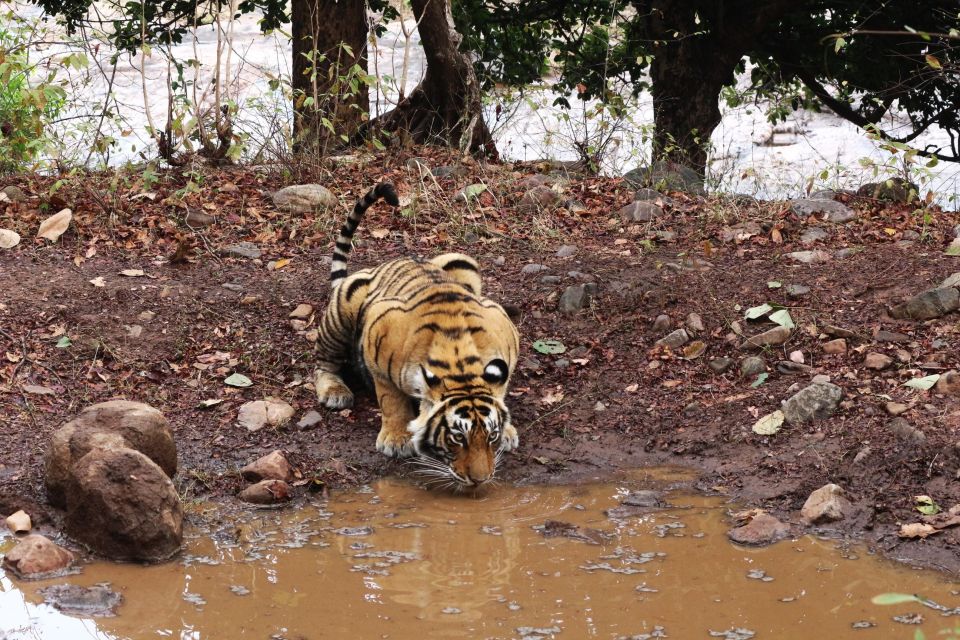 Ranthambore Safari by Canter ( 20 Seater Bus) - Key Points