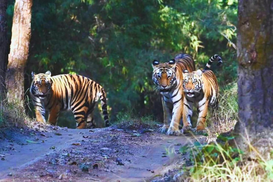 Ranthambore: Skip-the-Line Tiger Safari in Sharing Canter - Key Points