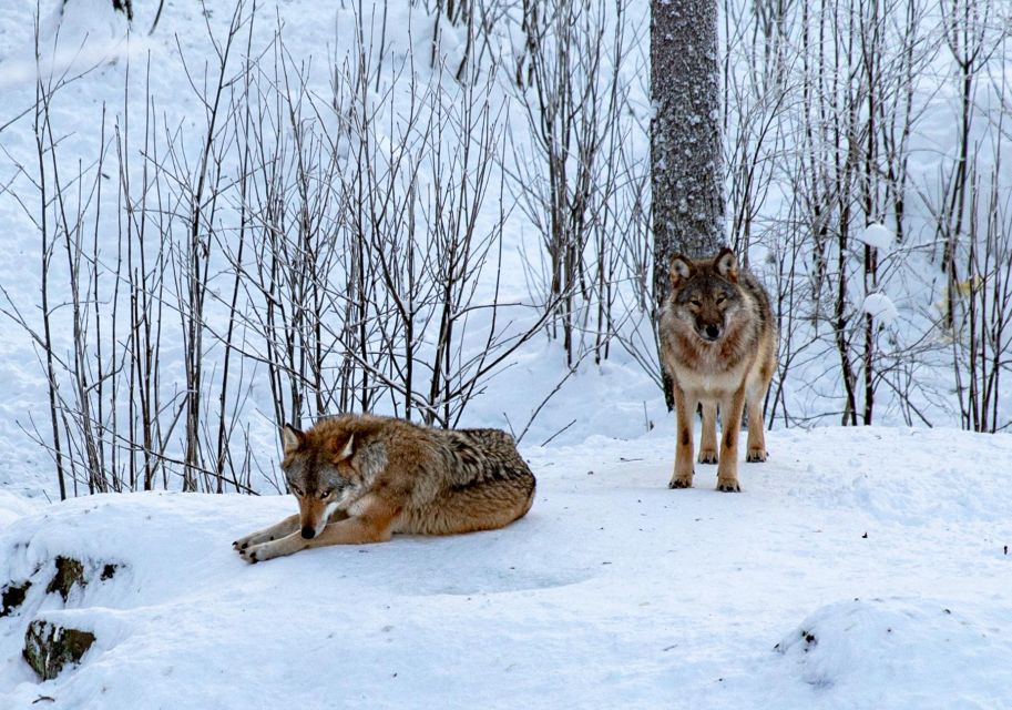 Ranua Wildlife Park Day: Visit the Arctic Animals - Key Points