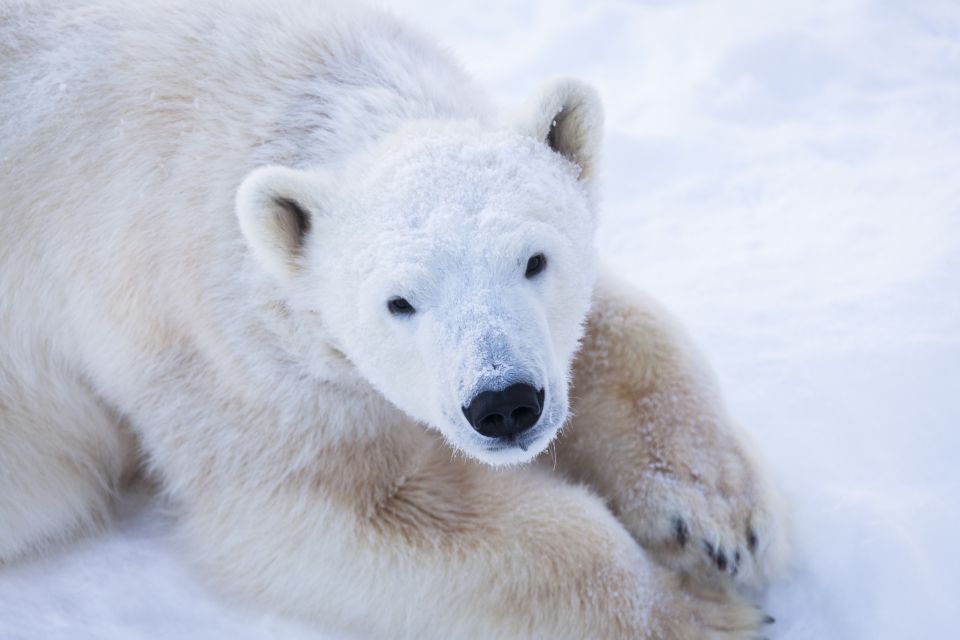 Ranua Wildlife Park Day: Visit the Arctic Animals - Key Points