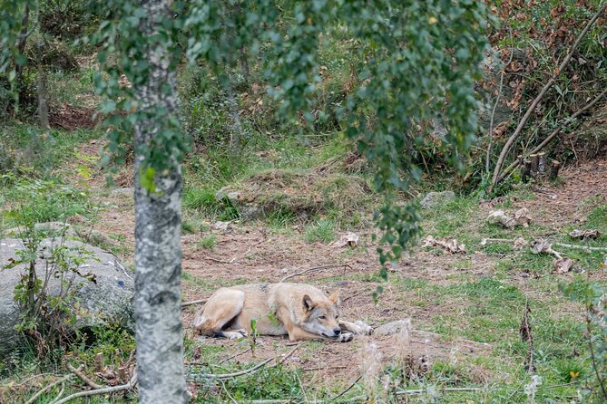 Ranua Wildlife Park in Summer and Autumn From Rovaniemi - Key Points