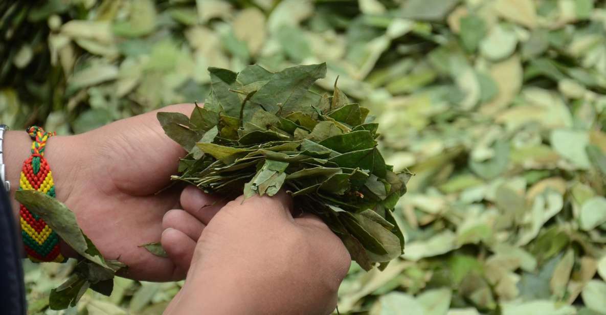 Reading Your Future in Coca Leaves in Spanish - Key Points