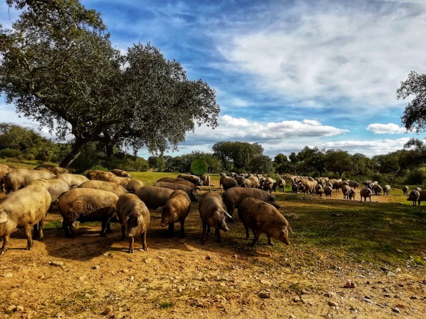 Redondo: Walk in the Cork Forest With Lunch & Wine Tasting - Key Points