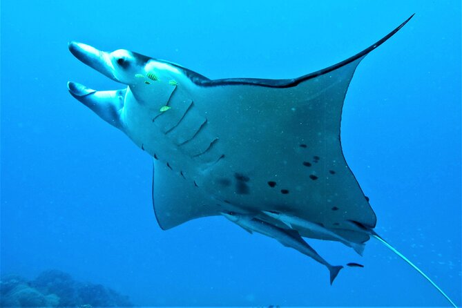 Reef Discovery Half Day Group Signature Tour - Key Points