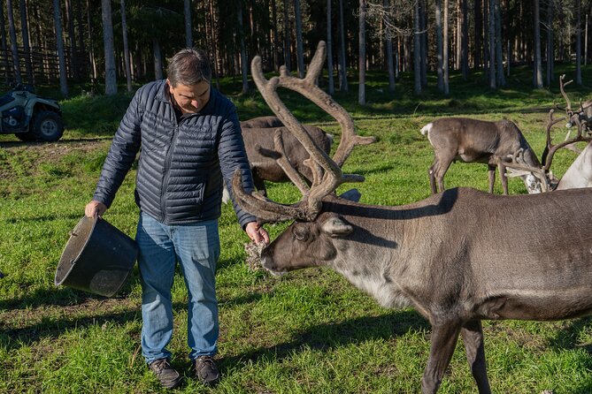 Reindeer Farm Experience in Summer and Autumn From Rovaniemi - Key Points