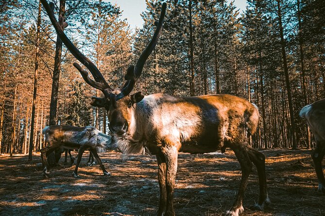 Reindeer Farm Summer Experience - Booking Confirmation Details