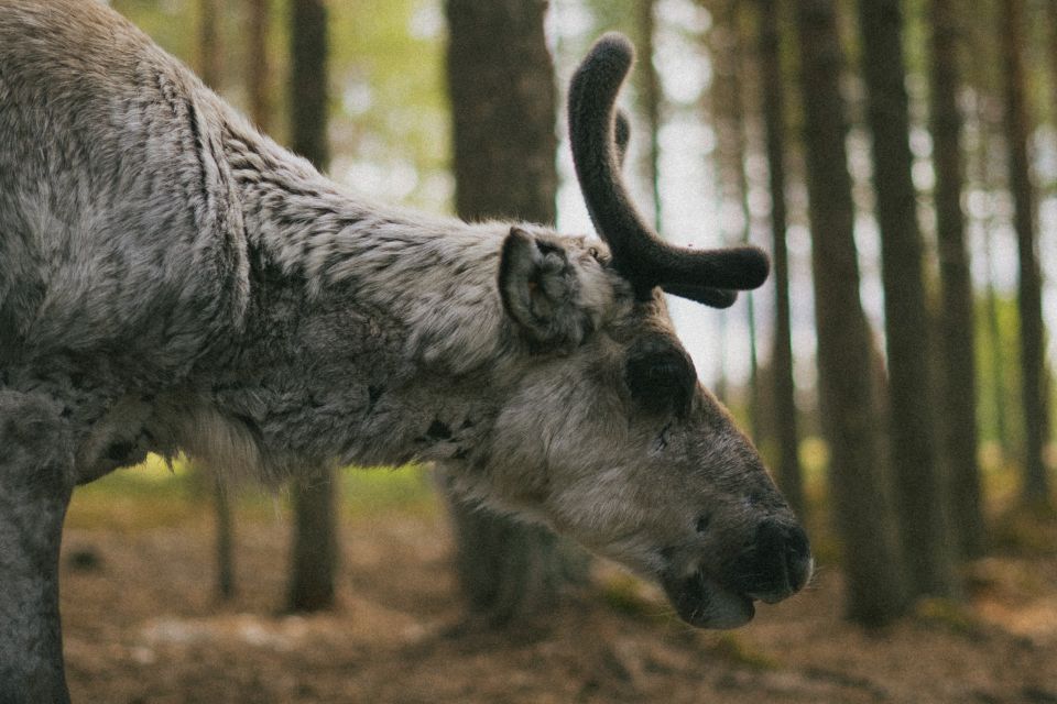 Reindeer Farm Visit With Professional Photographer - Booking Details for the Reindeer Farm Visit