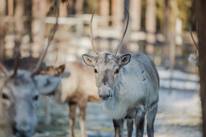 Reindeer Farm Visit With Sledge Ride - Pickup Information