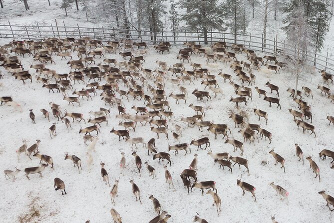 Reindeer Husbandry Experience in Levi - Key Points