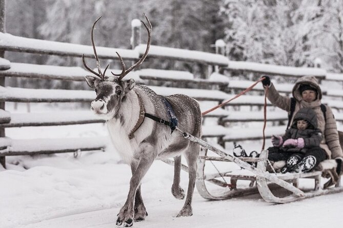 Reindeer Sleigh Ride Forest Safari - Key Points