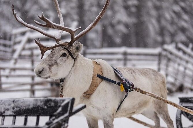Reindeer Sleigh Ride in the Arctic Forest 2.5 Km - Tour Overview
