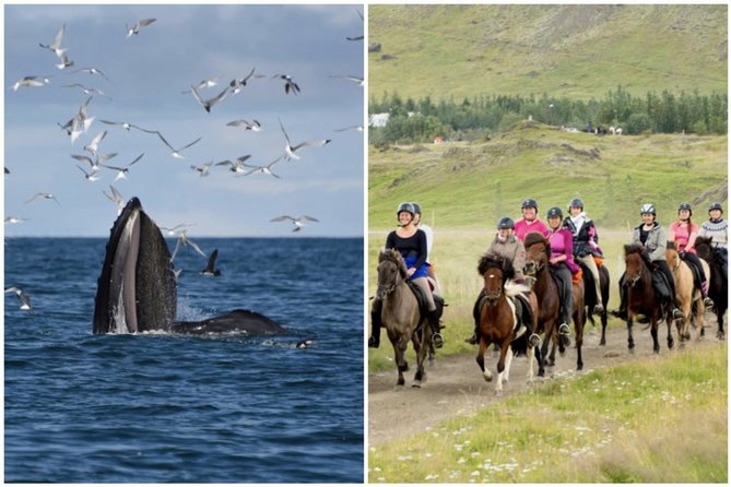 Reykjavik Icelandic Horseback Riding and Whale-Watching Tour  - South Iceland - Key Points
