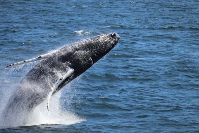 Reykjavik: Minke and Humpback Whale-Watching Tour - Key Points