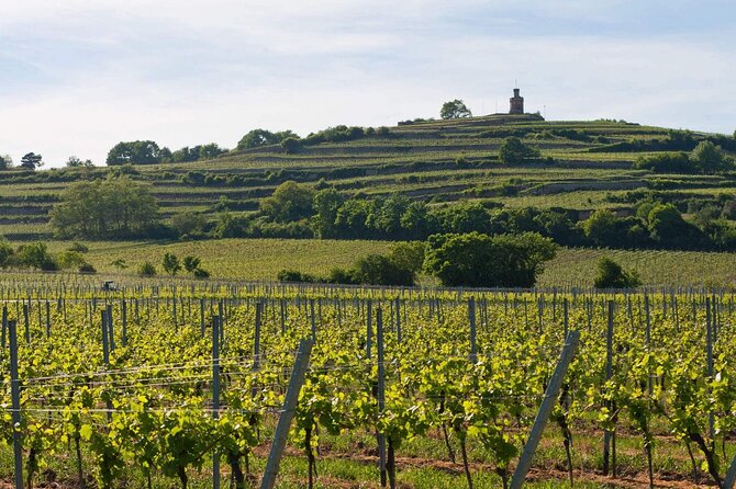 Rhein Castles & Regal Riesling. Tasting Wine Along the Rhein - Key Points