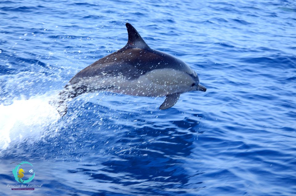 Ria Formosa: Dolphin-Watching Boat Tour - Key Points