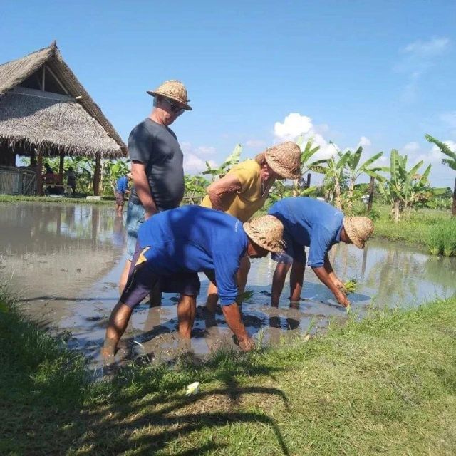 Rice Farming and Bali Village Life - Key Points