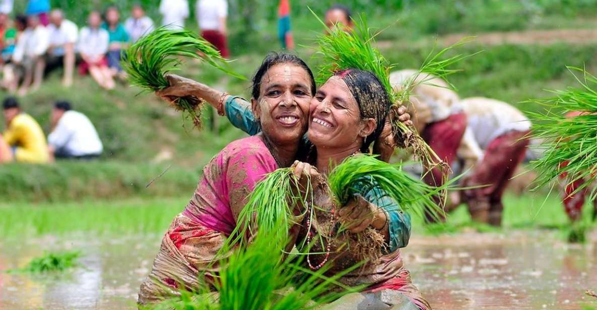 Rice Planting in Nepal - Key Points