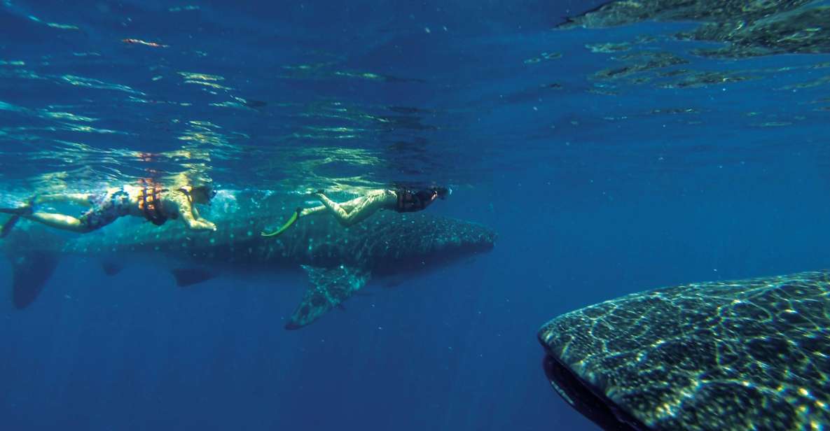 Riviera Maya: Full-Day Whale Shark Encounter - Key Points