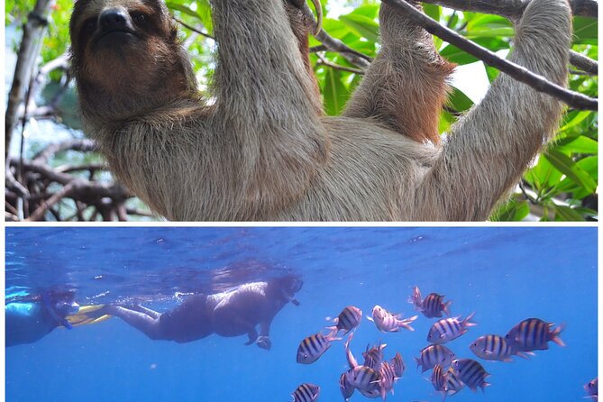 Roatan Drift Snorkel and Monkey/Sloth Sanctuary Tour - Key Points