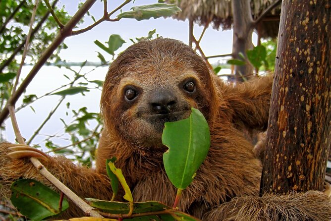 Roatan Sloth & Monkeys Animal Park , Chocolate Rum Cake Factory - Key Points